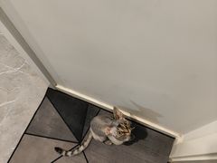 -十年猫舍·猫咪专门店(普陀店)
