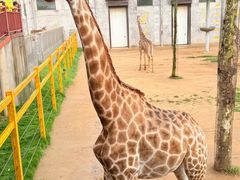 -西霞口神雕山野生动物世界