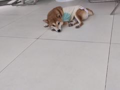 -怪兽屋·羊驼·猫咖·狗咖(俊华广场店)