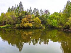-上海滨江森林公园
