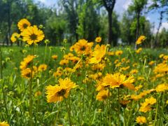 -大兴滨河森林公园