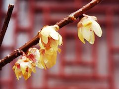 -国家植物园