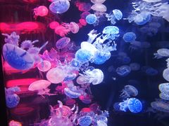 -烟台海昌鲸鲨海洋公园