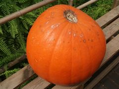 景点-观光南瓜园