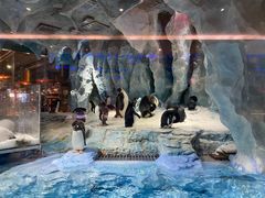 -帝企鹅自助餐厅•儿童岛•真企鹅(长隆企鹅酒店)