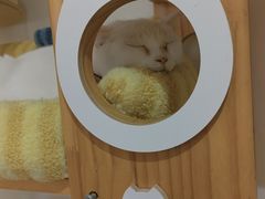 -有猫主题·治愈系猫咖(曾厝垵店)