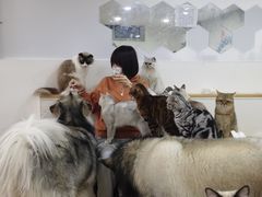-李小姐の猫咖啡馆(五角场店)