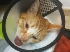 -伟伟宠物医院·CT影像中心·瑞派犬猫综合性门诊(汉口总院)