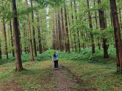 -黄海国家森林公园