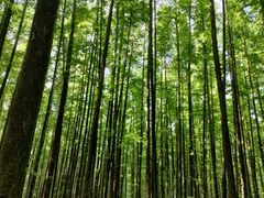 -山王坪喀斯特国家生态公园