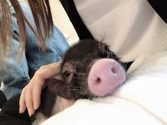 -浣熊柯尔鸭土拨鼠·电玩咖