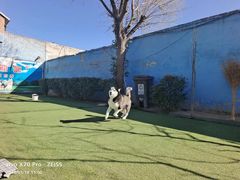 -宠物寄养训练学校