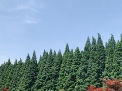 -金岛生态园烧烤露营地