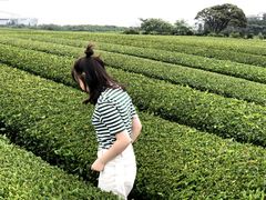 -雪绿茶博物馆