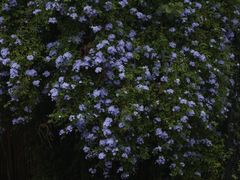 -花苑里咖啡(威远店)