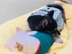 -逗柴咖啡屋·狗咖猫咖宠物桌游