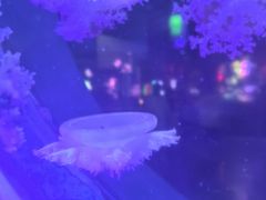 -太平洋海底世界