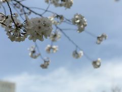 -嘉定紫藤园