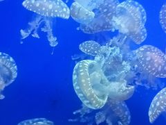 -江和美海洋公园