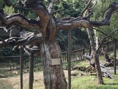 -草庵摩尼教遗址公园