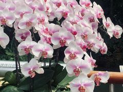 -中国科学院华南植物园