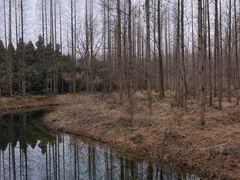 -东平国家森林公园