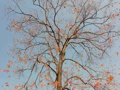 -环城公园-琥珀潭