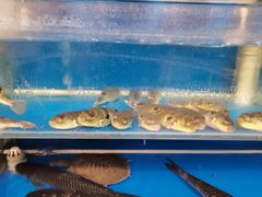 水产区-陆公馆(新华西路店)