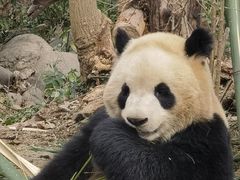 -成都大熊猫繁育研究基地