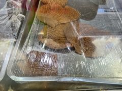 牛肚-来顺成饭庄