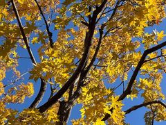 -长白岛森林公园