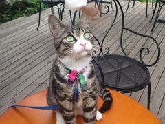 iphone_upload_pic-海边的猫和咖啡馆