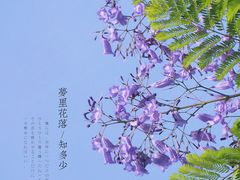 -金花茶公园