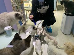 -喵的天空名猫咖啡馆·撸猫·猫舍·用品