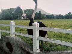 -瑞穗牧场