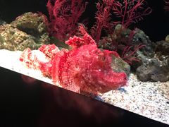 -暹罗海洋世界
