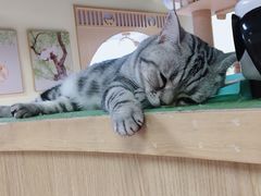 -猫和宫(六道口店)
