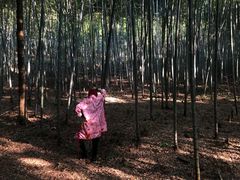 -广州市石门国家森林公园