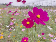 -紫颐香薰山谷景区
