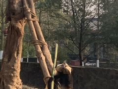 -都江堰中华大熊猫苑