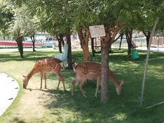 -北京鹿世界主题园