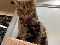 -安格丽娜·狗咖·猫咖羊驼咖(春熙路百盛商场店)