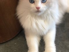 -瞄一喵猫咖(格力海岸店)