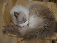 -有喵·猫咖·狗咖·30几只猫10只小狗(岗厦店)