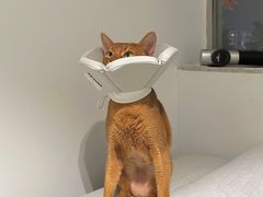 -创凡宠物医院·骨专科  猫科中心(西乡分院)