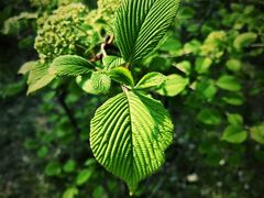 -陕西省西安植物园