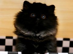 -喵百万·布偶·蓝金金渐层英短·猫舍(百子湾店)