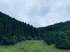 -武陵山森林公园