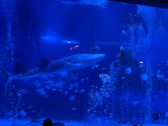 -烟台海昌鲸鲨海洋公园