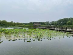 -溱湖国家湿地公园